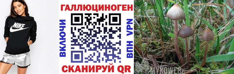 Псилоцибиновые грибы Magic Shrooms  Купить закладки  Петушки 